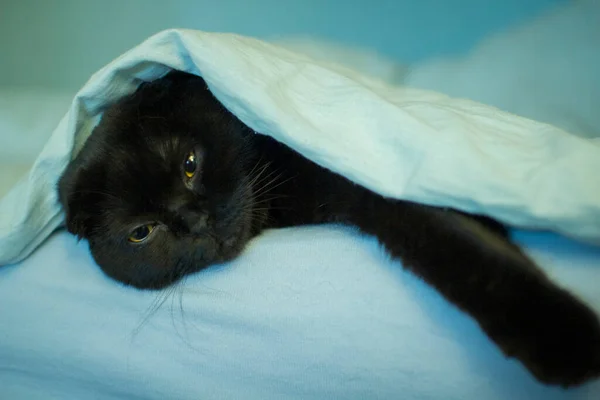 Retrato de un gato negro acostado debajo de una manta azul. — Foto de Stock