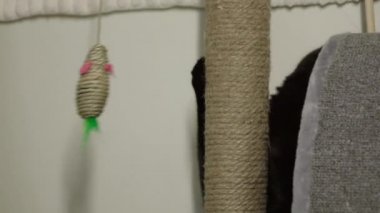 Siyah bir kedi tırmalama kazığında pençelerini biler..