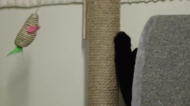 Siyah bir kedi tırmalama kazığında pençelerini biler..