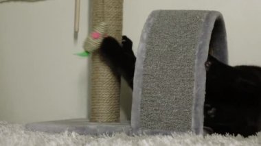 Siyah bir kedi tırmalama kazığında pençelerini biler..