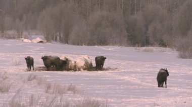 Avrupa bizonu kışın vahşi doğada. Kışın vahşi hayvanlar..
