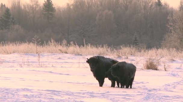 Wisente in freier Wildbahn im Winter. Wilde Tiere in der Winternatur. — Stockvideo