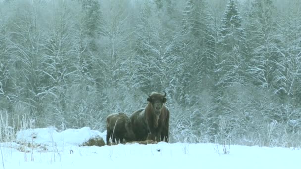 Żubr europejski w dziczy zimą. Dzikie zwierzęta w zimowej przyrodzie. — Wideo stockowe