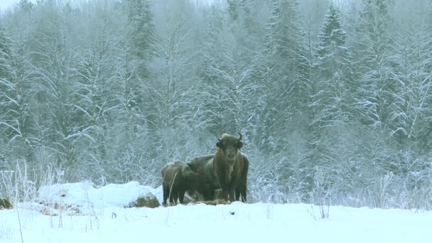 Żubr europejski w dziczy zimą. Dzikie zwierzęta w zimowej przyrodzie. — Wideo stockowe