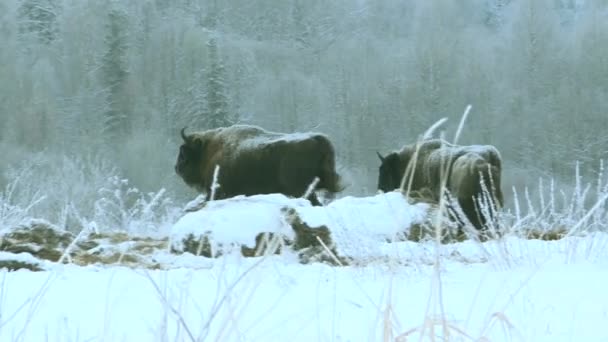 Żubr europejski w dziczy zimą. Dzikie zwierzęta w zimowej przyrodzie. — Wideo stockowe