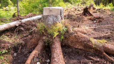Ormandaki bir ağaç kütüğü. Çam ormanlarının sömürülmesi ormanların tahrip olmasına ve çevreyi tehlikeye atmasına yol açar. .