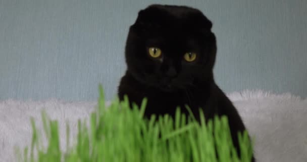 Chat noir avec herbe verte cultivée à la maison. Herbe de blé pour l'alimentation des animaux domestiques. — Video
