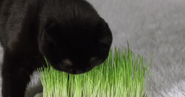 Gato preto com grama verde caseira. Grama de trigo para alimentação de animais domésticos. — Vídeo de Stock