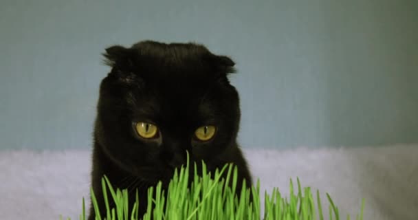 Chat noir avec herbe verte cultivée à la maison. Herbe de blé pour l'alimentation des animaux domestiques. — Video