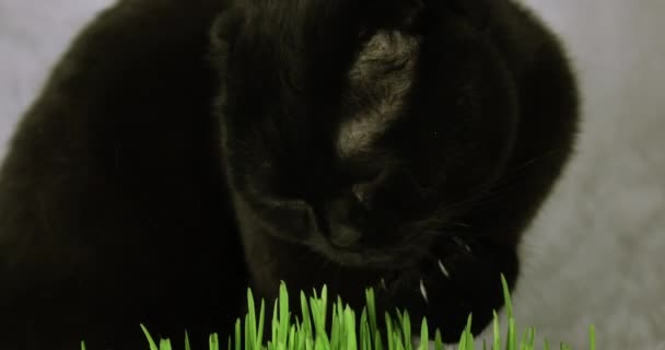 土生土长的绿草黑猫。喂家畜用麦草. — 图库视频影像