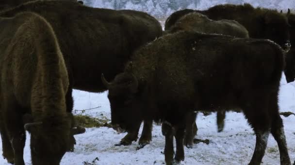 Europeisk bisonoxe i naturen på vintern. Vilda djur i vinternaturen. — Stockvideo