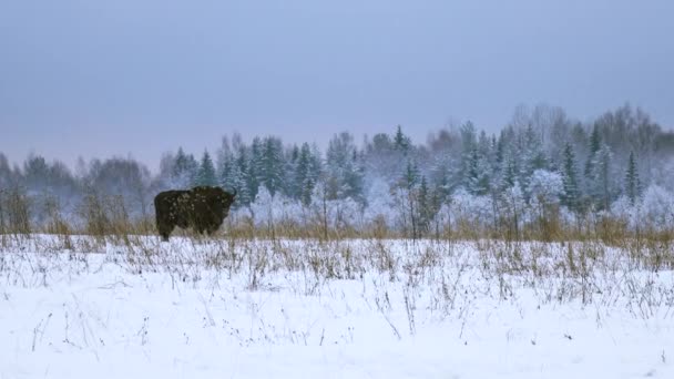 European bison in the wild in winter. Wild animals in winter nature. — Stock Video