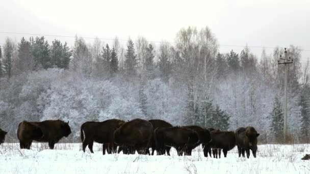 European bison in the wild in winter. Wild animals in winter nature. — Stock Video