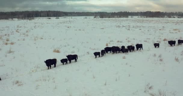 Zburând peste o turmă de bizoni europeni în sălbăticie iarna. Animalele sălbatice trec prin zăpadă  . — Videoclip de stoc