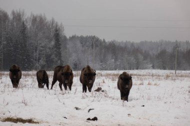 Avrupa bizonu kışın vahşi doğada. Kışın vahşi hayvanlar..