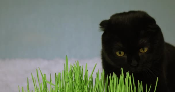 Czarny kot z domową zieloną trawą. Trawa pszenna do karmienia zwierząt domowych. — Wideo stockowe