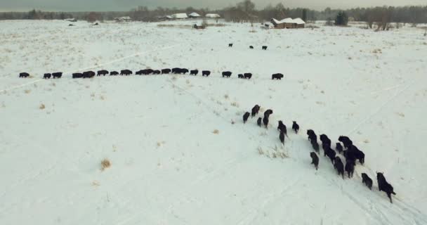 Flyger över en hjord av europeisk bisonoxe i det vilda på vintern. Vilda djur rör sig genom snön . — Stockvideo