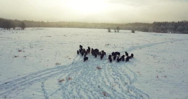 Überfliegen einer Herde europäischer Wisente in freier Wildbahn im Winter. Wilde Tiere bewegen sich durch den Schnee . — Stockvideo