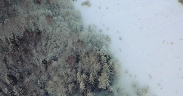Zimowy las.Widok z wysokości lotu ptaka. — Wideo stockowe