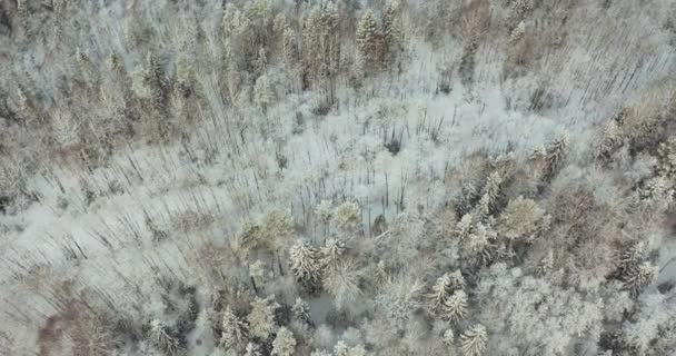 Зимовий ліс. Вид з висоти польоту птахів . — стокове відео