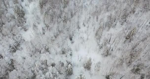 Bosque de invierno.La vista desde la altura del vuelo de aves. — Vídeos de Stock