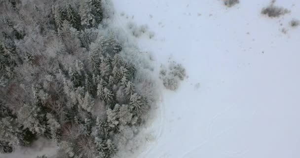 Bosque de invierno.La vista desde la altura del vuelo de aves. — Vídeos de Stock