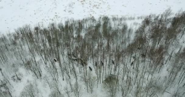 Flyger över en hjord av europeisk bisonoxe i det vilda på vintern. Vilda djur rör sig genom snön . — Stockvideo