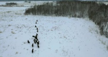 Kışın vahşi doğada bir bizon sürüsünün üzerinde uçmak. Vahşi hayvanlar karda hareket eder. .