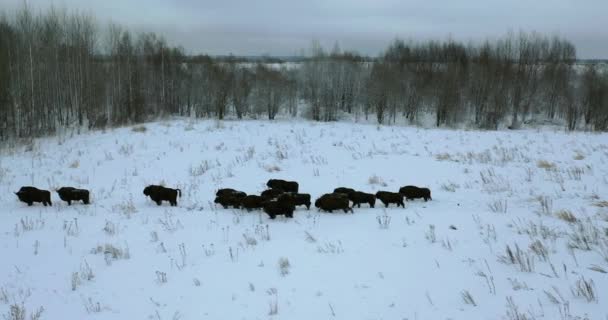 Volando sobre una manada de bisontes europeos en la naturaleza en invierno. Animales salvajes se mueven a través de la nieve . — Vídeos de Stock