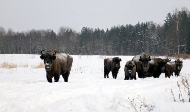 Kışın vahşi ortamda bizon. Yedekteki vahşi hayvanlar. .