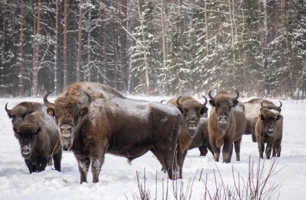 Bisons in freier Wildbahn im Winter. Wildtiere im Reservat . lizenzfreie Stockbilder