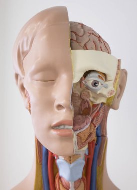 İnsan iç organları kukla, eğitim mankeni, detaylarla yüzleşir. Sağlık hizmetleri kavramı.