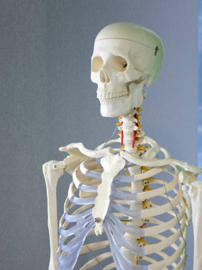 Bir insan iskeleti, bir eğitim mankeni. Sağlık hizmetleri kavramı.