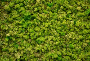 Doğada doğal yosun. Yeşil yosun arkaplan dokusu