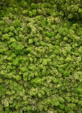 Doğada doğal yosun. Yeşil yosun arkaplan dokusu