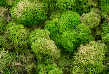 Doğada doğal yosun. Yeşil yosun arkaplan dokusu