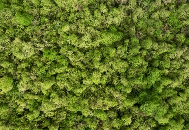 Doğada doğal yosun. Yeşil yosun arkaplan dokusu