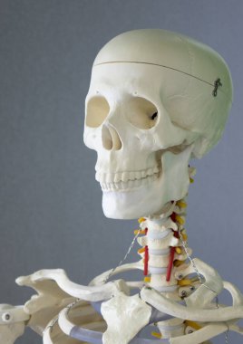 Bir insan iskeleti, bir eğitim mankeni. Sağlık hizmetleri kavramı.