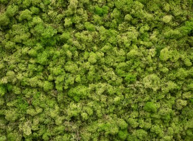 Doğada doğal yosun. Yeşil yosun arkaplan dokusu