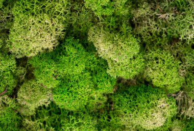 Doğada doğal yosun. Yeşil yosun arkaplan dokusu