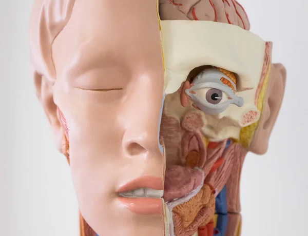 Human internal organs face dummy, training dummy, face details. The concept of healthcare.
