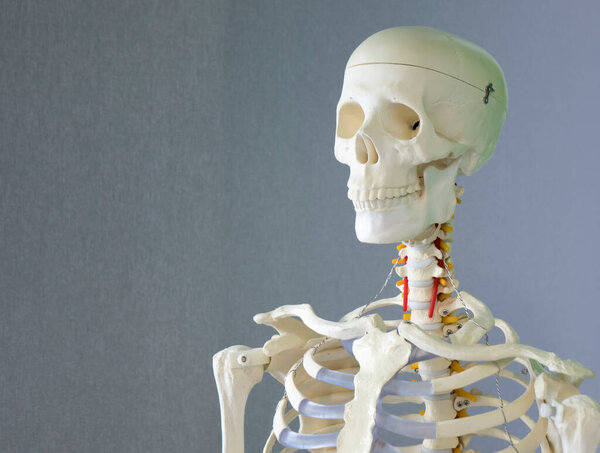 A human skeleton, a training dummy. The concept of healthcare.