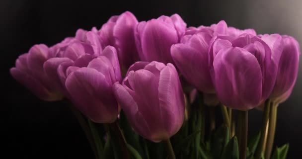 Wiosenne tulipany na czarnym tle — Wideo stockowe