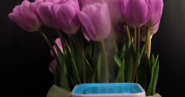 Umidificador de ar com flores de primavera em um fundo preto — Vídeo de Stock