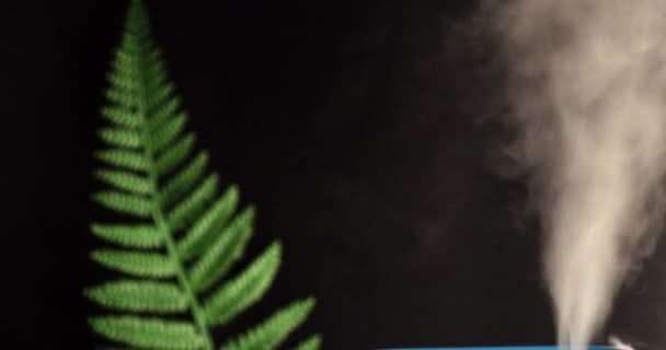 Humidificateur avec une branche de fougère sur fond noir. Des plantes maison. Changement climatique. — Video