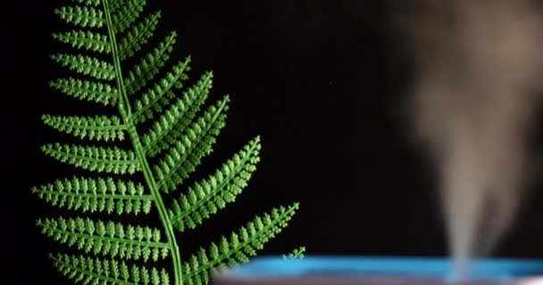 Υγραντήρας με κλαδί φτέρης σε μαύρο φόντο. Φυτά. Κλιματική αλλαγή. — Αρχείο Βίντεο