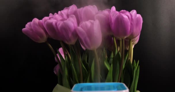 Luftfuktare med fjäder blommor på en svart bakgrund — Stockvideo