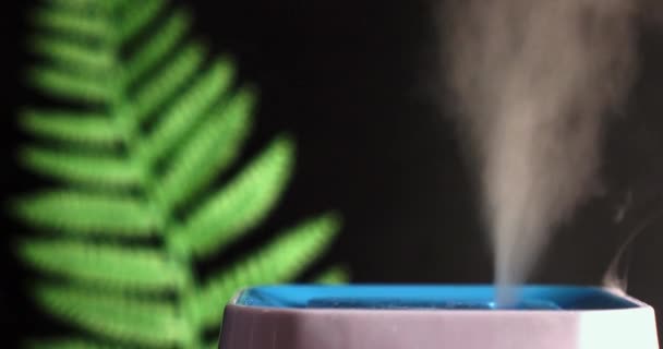 Humidificateur avec une branche de fougère sur fond noir. Des plantes maison. Changement climatique. — Video