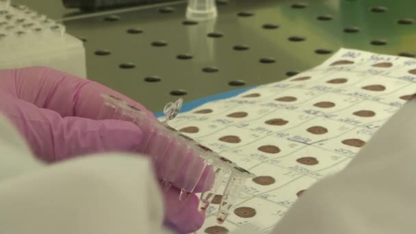 DNA-labbet. Forskaren arbetar med att ta fram svabbprover för att bedöma genetiska sjukdomar — Stockvideo