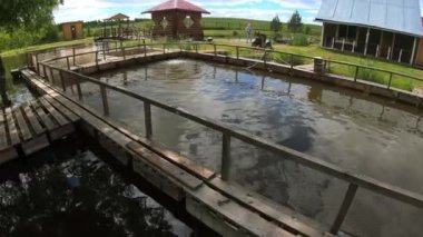 Sazan yetiştirmek için balıkçılık çiftliği.